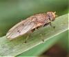 Suillia sp.